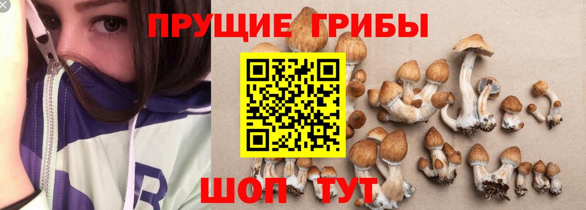 Галлюциногенные грибы MAGIC MUSHROOMS  как найти закладки  Галлюциногенные грибы ЛСД  Благодарный  Вход с VPN 